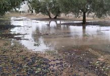 El temporal de lluvias y viento deja importantes daños en el campo