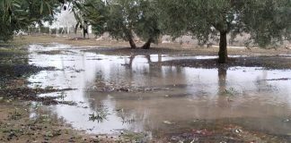 El temporal de lluvias y viento deja importantes daños en el campo