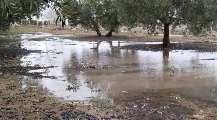 El temporal de lluvias y viento deja importantes daños en el campo
