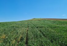 El IAS-CSIC pone de relieve sus investigaciones de vanguardia en el Día Mundial de los Cereales cereales