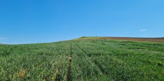 El IAS-CSIC pone de relieve sus investigaciones de vanguardia en el Día Mundial de los Cereales cereales