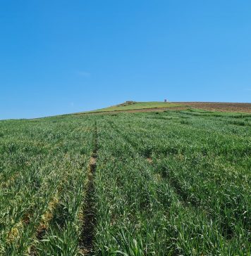 El IAS-CSIC pone de relieve sus investigaciones de vanguardia en el Día Mundial de los Cereales cereales