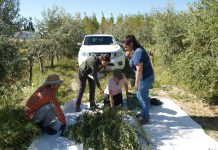 Cuantifican la biomasa y la acumulación de carbono en olivos arbosana y picual