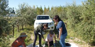 Cuantifican la biomasa y la acumulación de carbono en olivos arbosana y picual
