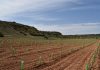 En marcha, el reservorio genético de biotipos autóctonos de variedades de vid castellanomanchegas