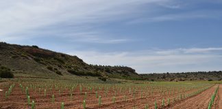 En marcha, el reservorio genético de biotipos autóctonos de variedades de vid castellanomanchegas
