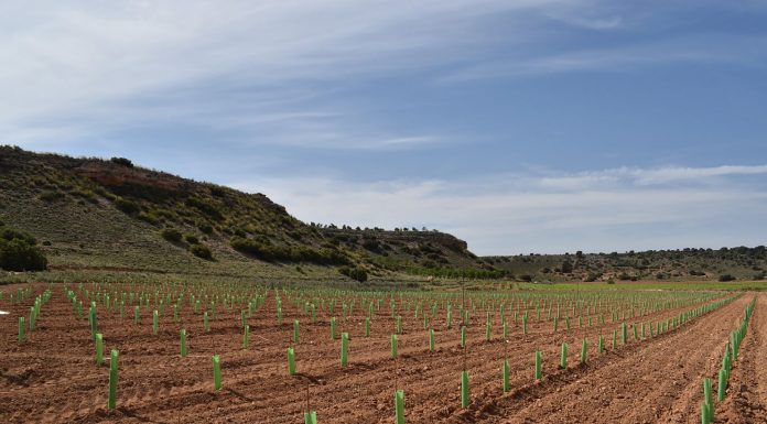 En marcha, el reservorio genético de biotipos autóctonos de variedades de vid castellanomanchegas