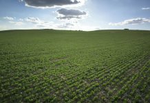 Especias Moriana impulsa la contratación de cilantro en grano en toda España durante el mes de marzo cilantro en grano