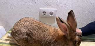 Colaboran desde Toledo en difundir la raza ganadera Conejo Gigante de España raza conejo gigante