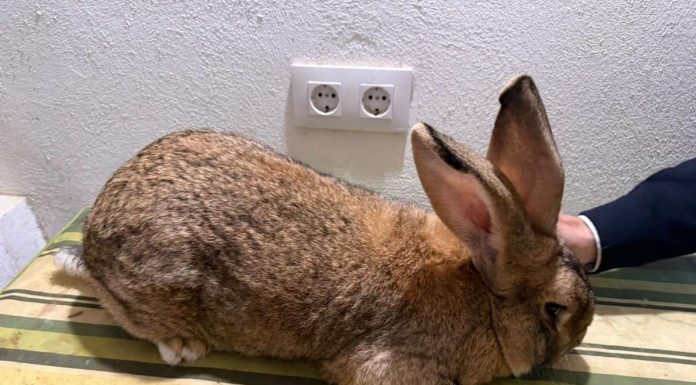 Colaboran desde Toledo en difundir la raza ganadera Conejo Gigante de España raza conejo gigante