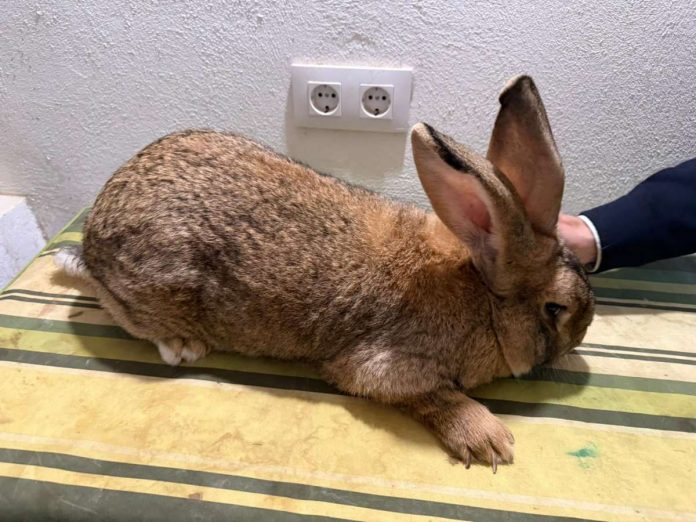 conejo gigante de España raza conejo gigante