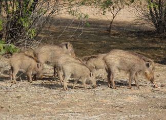 Unión de Uniones insiste en aumentar la vigilancia y los recursos frente a la Peste Porcina Africana