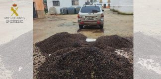 Desarticulado un gran grupo criminal dedicado al hurto de aceituna en explotaciones agrarias de la provincia de Ciudad Real