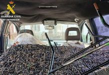 Tres detenidos por el robo de aceitunas en un pueblo de Toledo robo de aceitunas