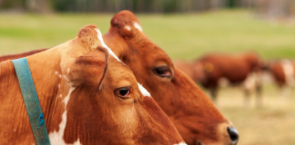 Advierte que la subida de temperaturas puede agravar la incidencia de la Dermatosis Nodular Contagiosa (DNC)