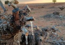 Las heladas podrían afectar la producción de vino y almendra de la provincia de Ciudad Real