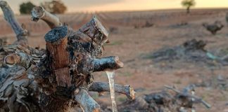 Las heladas podrían afectar la producción de vino y almendra de la provincia de Ciudad Real