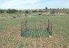Agricultores de pueblos de Guadalajara lamentan los daños de ciervos y gamos a sus cultivos daños cultivos fauna mayor