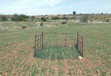 Agricultores de pueblos de Guadalajara lamentan los daños de ciervos y gamos a sus cultivos daños cultivos fauna mayor