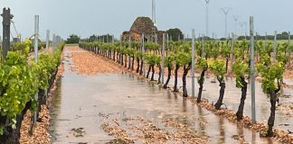 Las tormentas de esta semana causan daños en cultivos de Castilla-La Mancha tormenta de pedrisco