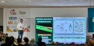 Koppert presenta en Expo Levante nuevas estrategias para el control biológico eficaz de Thrips parvispinus