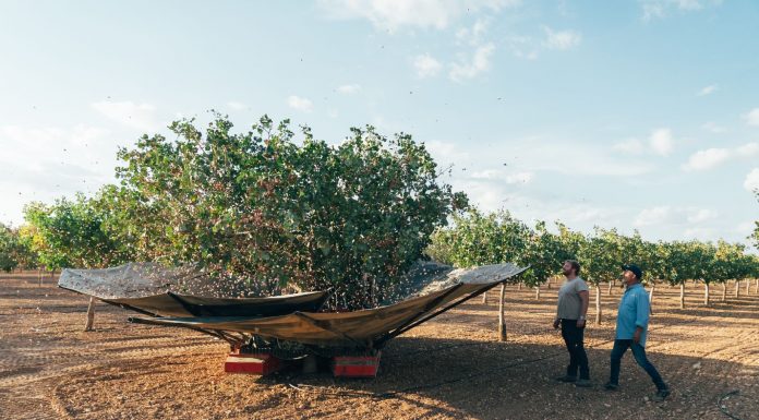 Prevé que la apertura del mercado chino impulse la rentabilidad y proyección internacional del pistacho español pistacho español