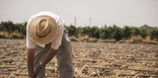El sector agrario español pierde 11.000 empresas en los últimos cuatro años agricultor