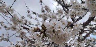 Síntomas y medidas preventivas del cribado del almendro