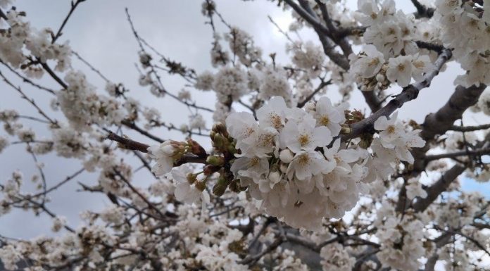 Síntomas y medidas preventivas del cribado del almendro