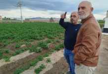 Denuncia precios “ruinosos” en origen y “márgenes abusivos” en las hortalizas valencianas