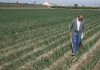 Miles de agricultores se quedarán fuera de las ayudas a fertilizantes por las trabas burocráticas del Ministerio de Agricultura ayudas fertilizantes