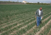 Miles de agricultores se quedarán fuera de las ayudas a fertilizantes por las trabas burocráticas del Ministerio de Agricultura ayudas fertilizantes