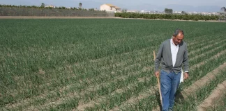 Miles de agricultores se quedarán fuera de las ayudas a fertilizantes por las trabas burocráticas del Ministerio de Agricultura ayudas fertilizantes