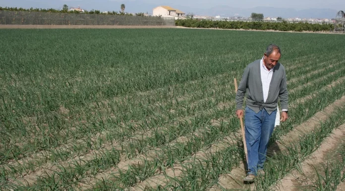 Miles de agricultores se quedarán fuera de las ayudas a fertilizantes por las trabas burocráticas del Ministerio de Agricultura ayudas fertilizantes