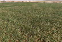 Alerta de una posible “catástrofe” en el cereal por la falta de lluvias y el calor extremo cereales secos A