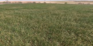 Alerta de una posible “catástrofe” en el cereal por la falta de lluvias y el calor extremo cereales secos A