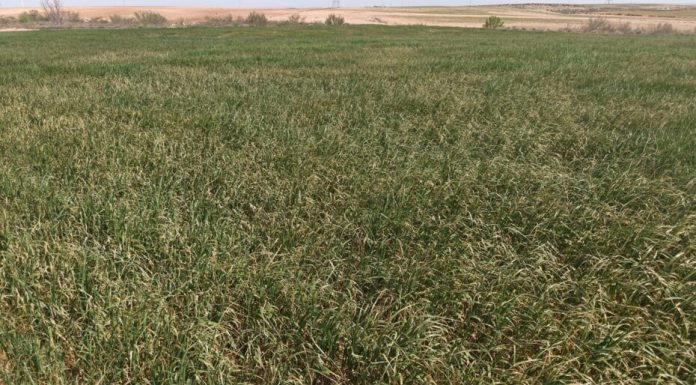 Alerta de una posible “catástrofe” en el cereal por la falta de lluvias y el calor extremo cereales secos A