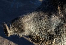 Unión de Uniones insiste en intensificar los recursos frente a la peste porcina africana peste porcina africana