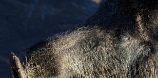 Unión de Uniones insiste en intensificar los recursos frente a la peste porcina africana peste porcina africana