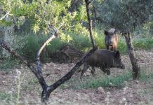 La sobrepoblación de fauna silvestre agrava los daños en el campo y evidencia la falta de soluciones eficaces