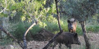 La sobrepoblación de fauna silvestre agrava los daños en el campo y evidencia la falta de soluciones eficaces