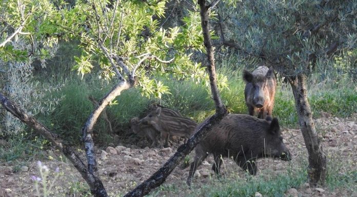 La sobrepoblación de fauna silvestre agrava los daños en el campo y evidencia la falta de soluciones eficaces