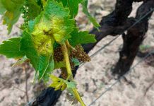 Detectados los primeros focos de mildiu de la campaña vitivinícola mildiu