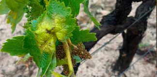 Detectados los primeros focos de mildiu de la campaña vitivinícola mildiu