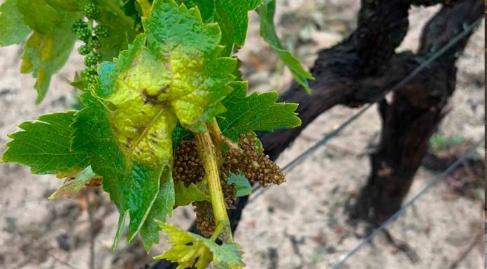 Detectados los primeros focos de mildiu de la campaña vitivinícola mildiu