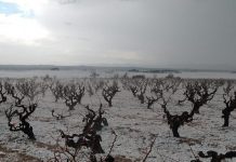 Castilla-La Mancha eleva a 12 millones la partida para seguros agrarios