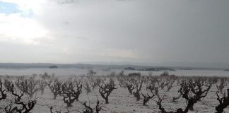 Castilla-La Mancha eleva a 12 millones la partida para seguros agrarios