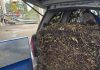 Detenidas dos personas por la receptación de más de 131.000 kilos de aceituna robada en Castilla-La Mancha robo aceitunas