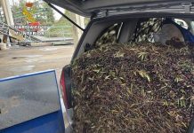 Detenidas dos personas por la receptación de más de 131.000 kilos de aceituna robada en Castilla-La Mancha robo aceitunas