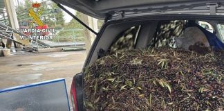 Detenidas dos personas por la receptación de más de 131.000 kilos de aceituna robada en Castilla-La Mancha robo aceitunas